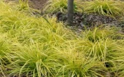 Evercolor Everillo Carex - 10 Pack Of Quart Pots -Garden Plants shop Carex Everillo Plant Patch