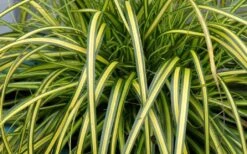 Evercolor Eversheen Carex - 10 Pack Of Quart Pots -Garden Plants shop Carex Eversheen 1