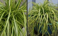 Evercolor Eversheen Carex - 5 Pack Of Quart Pots -Garden Plants shop Carex Eversheen 2 1