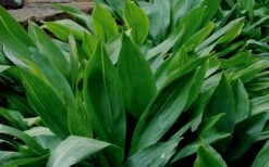 Cast Iron Plant - 1 Gallon Pot -Garden Plants shop Cast Iron Plant 1 1