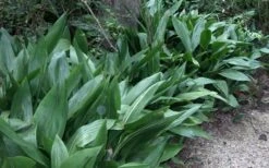 Cast Iron Plant - 2 Gallon Pot -Garden Plants shop Cast Iron Plant 3