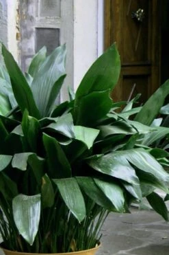 Cast Iron Plant - 1 Gallon Pot