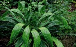 Spek-tacular Cast Iron Plant - 3 Gallon Pot -Garden Plants shop Cast Iron Plant Spektacular 5