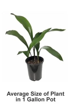 Cast Iron Plant - 3 Gallon Pot -Garden Plants shop Cast iron Plant 20 2