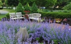 Walker's Low Catmint (Nepeta X Faassenii) - 1 Gallon Pot -Garden Plants shop Catmint Walkers Low 1