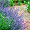 Walker's Low Catmint (Nepeta X Faassenii) - 1 Gallon Pot