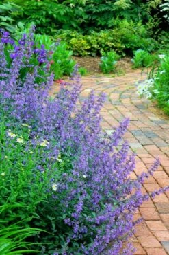 Walker's Low Catmint (Nepeta X Faassenii) - 1 Gallon Pot