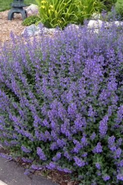 Walker's Low Catmint (Nepeta X Faassenii) - 1 Gallon Pot -Garden Plants shop Catmint Walkers Low 4