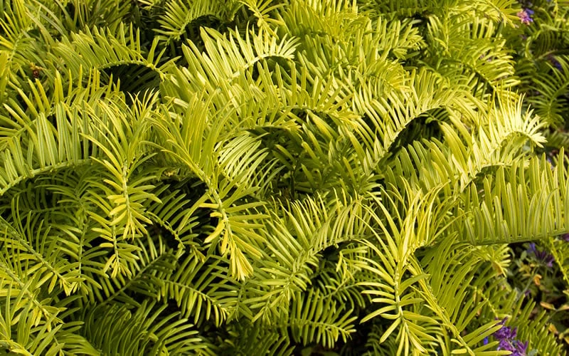 Golden Dragon Plum Yew (Cephalotaxus harringtonia) - 1 Gallon Pot Golden Dragon Plum Yew (Cephalotaxus Harringtonia) - 1 Gallon Pot -Garden Plants shop Cephalotaxus Yew Golden Dragon 3