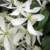 Snowdrift Evergreen Clematis Armandii - 2 Gallon Pot