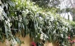 Snowdrift Evergreen Clematis Armandii - 1 Gallon Pot -Garden Plants shop Clematis Armandii Snowdrift 51