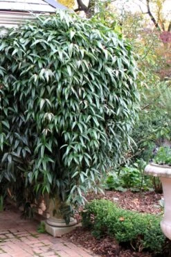Snowdrift Evergreen Clematis Armandii - 1 Gallon Pot -Garden Plants shop Clematis Armandii Snowdrift 52