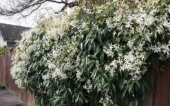 Snowdrift Evergreen Clematis Armandii - 1 Gallon Pot -Garden Plants shop Clematis Snowdrift 22