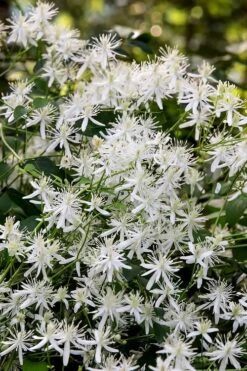Sweet Autumn Clematis - 1 Gallon Pot -Garden Plants shop Clematis Sweet Autumn 2