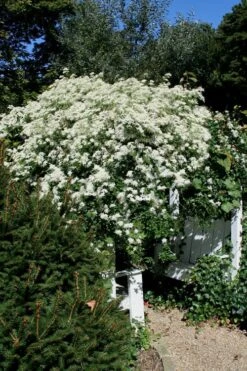 Sweet Autumn Clematis - 1 Gallon Pot -Garden Plants shop Clematis Sweet Autumn 7