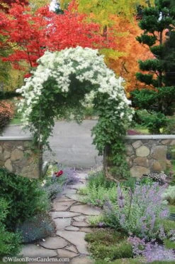 Sweet Autumn Clematis Terniflora - 3 Gallon Pot -Garden Plants shop Clematis Sweet Autumn 8 1