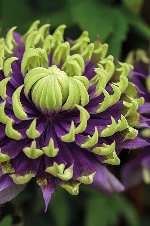 Taiga Clematis - 2 Gallon Pot Taiga Clematis - 2 Gallon Pot -Garden Plants shop Clematis Taiga 1 1