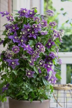 Taiga Clematis - 3 Gallon Pot -Garden Plants shop Clematis Taiga 10