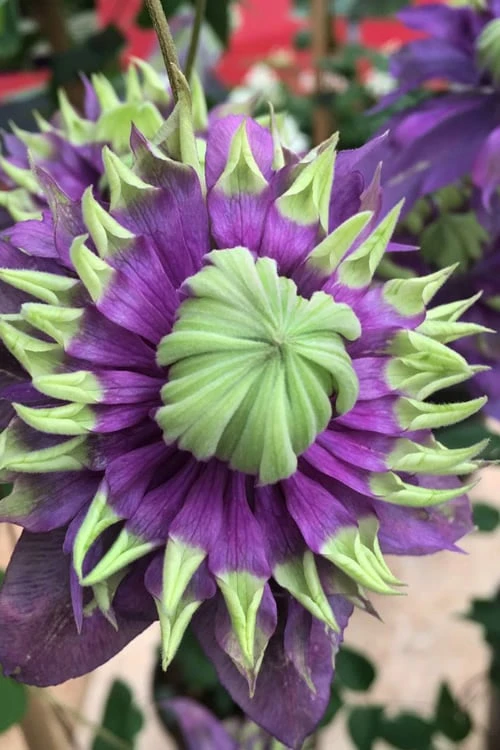 Taiga Clematis - 2 Gallon Pot Taiga Clematis - 2 Gallon Pot -Garden Plants shop Clematis Taiga 2 1