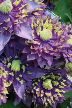 Taiga Clematis - 3 Gallon Pot -Garden Plants shop Clematis Taiga 3
