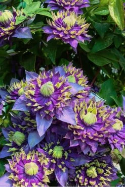 Taiga Clematis - 3 Gallon Pot -Garden Plants shop Clematis Taiga 4