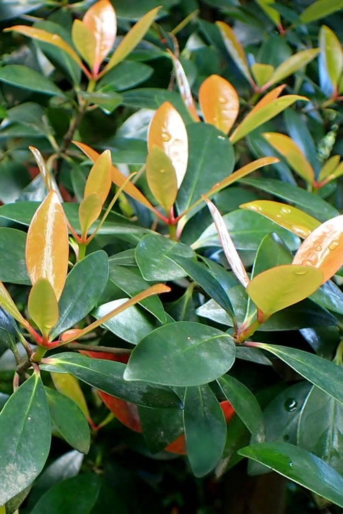 Japanese Cleyera (Ternstroemia gymnanthera) - 3 Gallon Pot Japanese Cleyera (Ternstroemia Gymnanthera) - 3 Gallon Pot -Garden Plants shop Cleyera Japonica 500x750 1