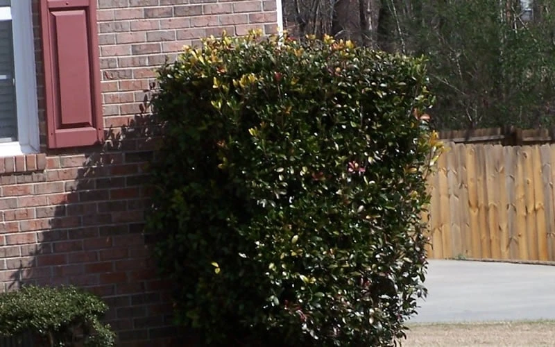 Japanese Cleyera (Ternstroemia gymnanthera) - 3 Gallon Pot Japanese Cleyera (Ternstroemia Gymnanthera) - 3 Gallon Pot -Garden Plants shop Cleyera Japonica Japanese 1