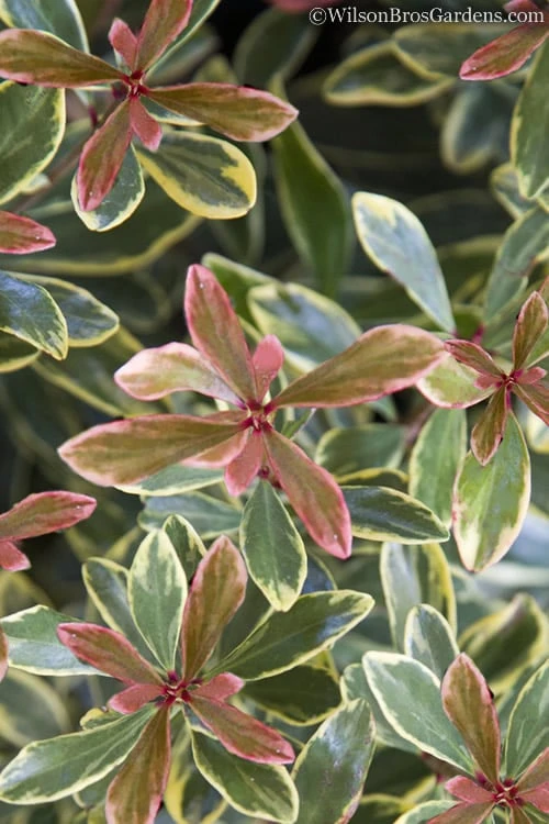 Juliet Cleyera Japonica - 2 Gallon Pot Juliet Cleyera Japonica - 2 Gallon Pot -Garden Plants shop Cleyera Juliet 1