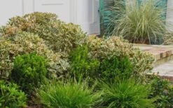 Juliet Cleyera Japonica - 2 Gallon Pot 3 Juliet Cleyera Japonica - 2 Gallon Pot -Garden Plants shop Cleyera Juliet 2