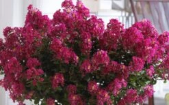 Berry Dazzle Dwarf Crape Myrtle (Single-Trunk Topiary) - 7 Gallon Pot -Garden Plants shop Crape Myrtle Berry Dazzle 3