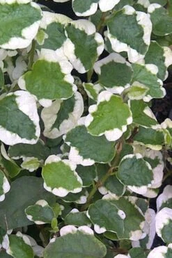 Variegated Creeping Fig - Ficus Pumila 'Variegata' - 6 Pack Of Pint Pots -Garden Plants shop Creeping Fig Variegated Ficus Pumila Rev 500x750 2