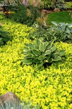 Golden Creeping Jenny - Lysimachia Nummularia Aurea - 18 Pack Of Pint Pots -Garden Plants shop Creeping Jenny 21