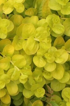 Golden Creeping Jenny - Lysimachia Nummularia Aurea - 18 Pack Of Pint Pots