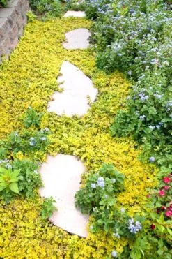 Golden Creeping Jenny - Lysimachia Nummularia Aurea - 18 Pack Of Pint Pots -Garden Plants shop Creeping Jenny 25