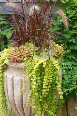 Golden Creeping Jenny - Lysimachia Nummularia Aurea - 18 Pack Of Pint Pots -Garden Plants shop Creeping Jenny 26
