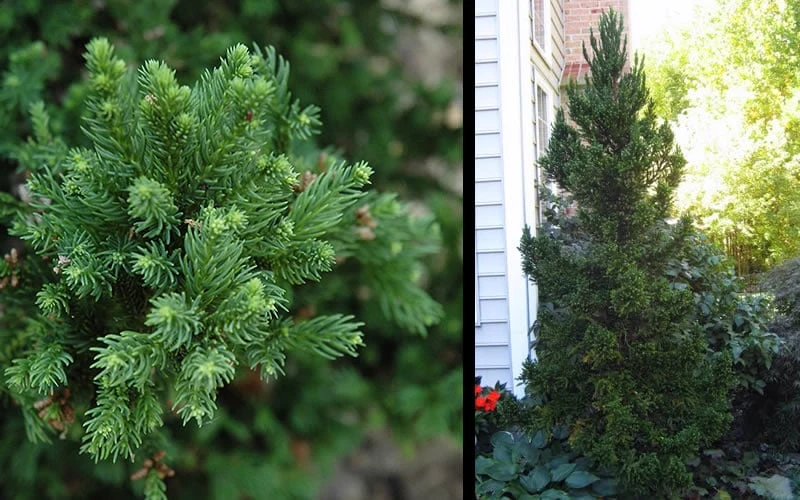 Black Dragon Cryptomeria - Japanese Cedar - 1 Gallon Pot Black Dragon Cryptomeria - Japanese Cedar - 1 Gallon Pot -Garden Plants shop Cryptomeria Black Dragon 2 1