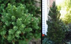 Black Dragon Cryptomeria - Japanese Cedar - 5 Gallon Pot -Garden Plants shop Cryptomeria Black Dragon 2