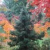 Black Dragon Cryptomeria - Japanese Cedar - 5 Gallon Pot