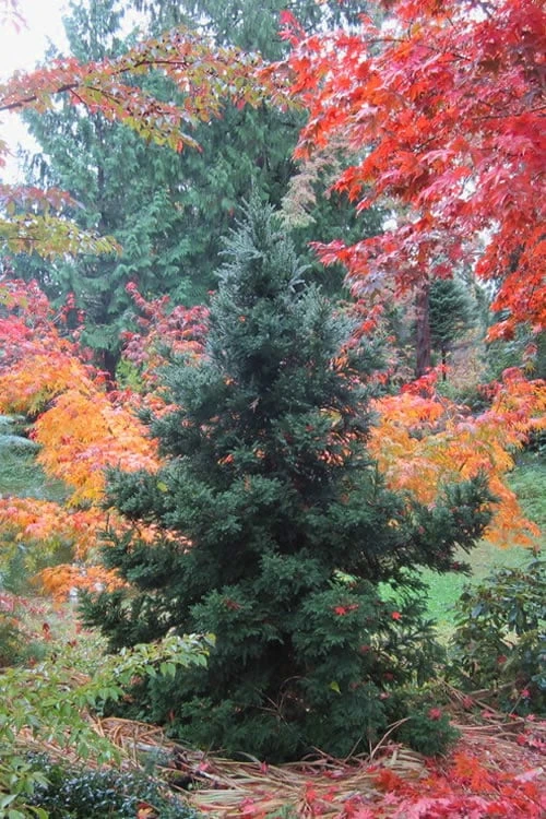 Black Dragon Cryptomeria - Japanese Cedar - 1 Gallon Pot Black Dragon Cryptomeria - Japanese Cedar - 1 Gallon Pot -Garden Plants shop Cryptomeria Black Dragon 500x750 2