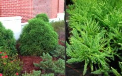 Chapel View Cryptomeria - Japanese Cedar - 3 Gallon Pot -Garden Plants shop Cryptomeria Chapel View 10