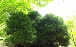 Chapel View Cryptomeria - Japanese Cedar - 3 Gallon Pot -Garden Plants shop Cryptomeria Chapel View 5