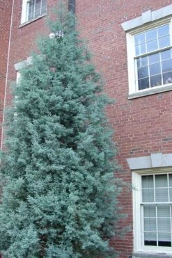 Blue Ice Arizona Cypress - 3 Gallon Pot -Garden Plants shop Cypress Blue Ice Rev 500x750 1