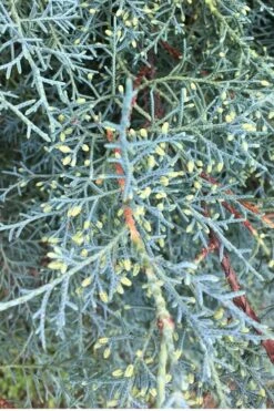 Carolina Sapphire Arizona Cypress - 5 Gallon Pot -Garden Plants shop Cypress Carolina Sapphire 23 1