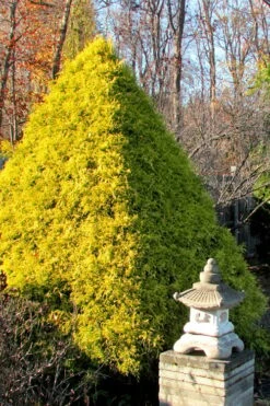 Gold Mop Threadleaf Cypress - 1 Gallon Pot -Garden Plants shop Cypress Gold Mop 20