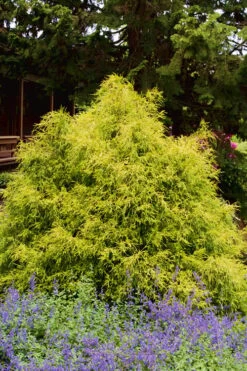 Gold Mop Threadleaf Cypress - 1 Gallon Pot -Garden Plants shop Cypress Gold Mop 25