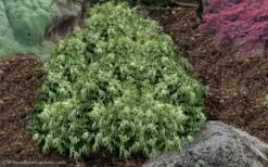 Marie's White Dwarf Hinoki Cypress - Chamaecyparis Obtusa 'Mariesii - 1 Gallon Pot -Garden Plants shop Cypress Hinoki Mariessii 11 1