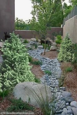 Marie's White Dwarf Hinoki Cypress - Chamaecyparis Obtusa 'Mariesii - 1 Gallon Pot -Garden Plants shop Cypress Hinoki Mariessii 12 1