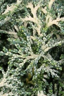 Marie's White Dwarf Hinoki Cypress - Chamaecyparis Obtusa 'Mariesii - 1 Gallon Pot -Garden Plants shop Cypress Hinoki Mariessii 5 1