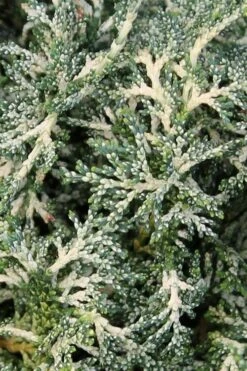 Marie's White Dwarf Hinoki Cypress - Chamaecyparis Obtusa 'Mariesii - 1 Gallon Pot -Garden Plants shop Cypress Hinoki Mariessii 6 1