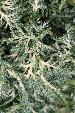 Marie's White Dwarf Hinoki Cypress - Chamaecyparis Obtusa 'Mariesii - 1 Gallon Pot -Garden Plants shop Cypress Hinoki Mariessii 7 1